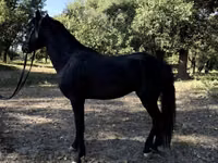 Pferde (Partie, Geschlecht nicht angegeben), American shetland pony — Foto 7