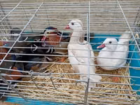 Ducks — Foto 2