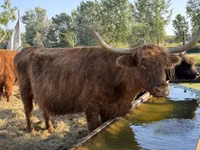Kuh, Highland — Foto 4