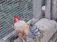 Chickens — photo 1