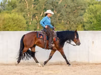 Cheval, Quarter Horse — photo 6