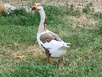 Chinesisch — Foto 1