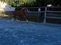 公马, Welsh Cob — 照片 6
