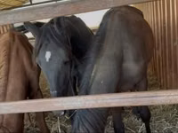 Jument, Chevaux — photo 2