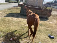 Horse (M), Chilean horse — photo 3