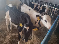 सांड, Russian Black pied cattle — फ़ोटो 3