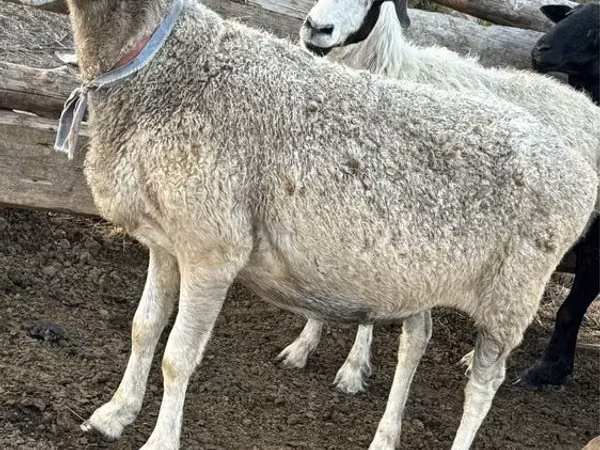 Sheep, Sheep