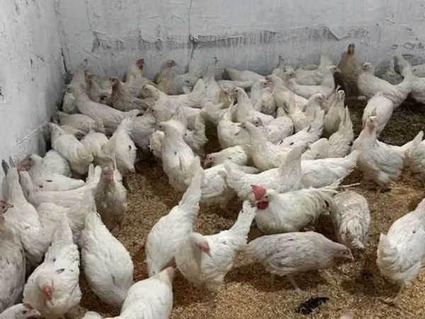 Leghorn