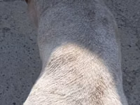公羊, Ordabasy sheep — 照片 4