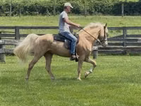 Cheval, Rocky Mountain Horse — photo 1