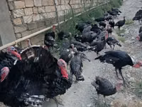برونز — الصورة 1