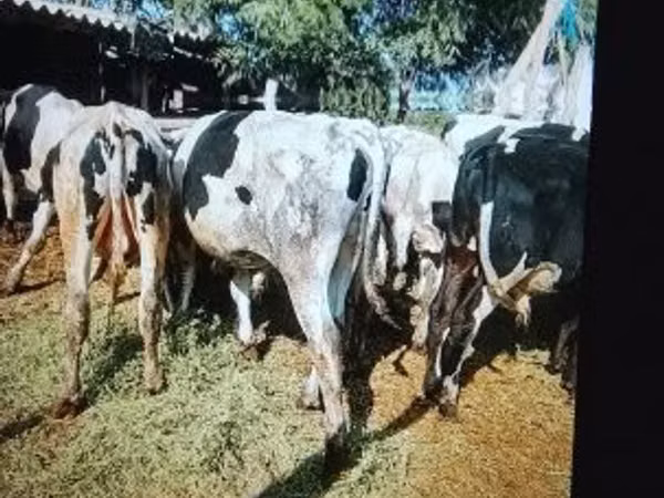 ثور, Russian Black pied cattle
