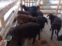 نعجة, Tajik sheep — الصورة 2