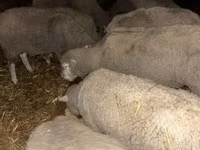 Ram, Ile-de-France sheep — photo 2