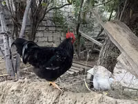 Chickens — foto 2