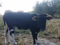 Rinder (Partie, Geschlecht nicht angegeben), Russian Black pied cattle — Foto 1