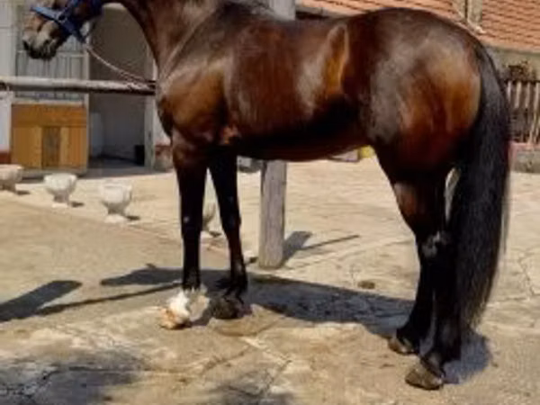 Horses (batch, sex not specified), Horses