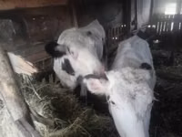 Vaca, Raza Holstein — foto 1