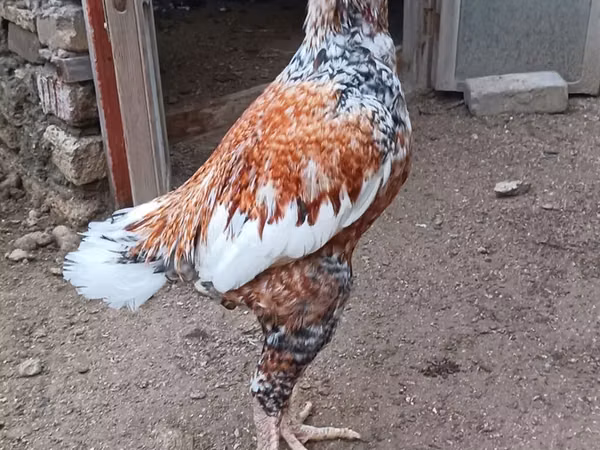 بليموث روك