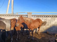 母马, Kazakh horse — 照片 5