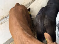 أبقار (دفعة، الجنس غير محدد), Simmental cattle — الصورة 6
