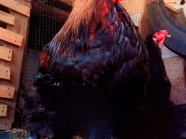Chickens — Sénégal