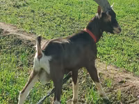 母山羊, Toggenburg goat — 照片 1
