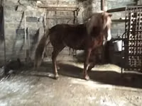 Chevaux (lot, sexe non indiqué), Russian Don — photo 1