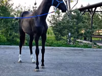 公马, Akhal-Teke — 照片 4