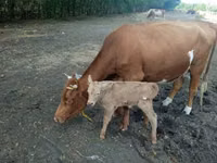 Cow, Simmental cattle — photo 1