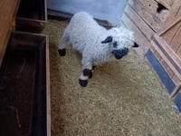 Widder, Valais Blacknose sheep — Foto 3