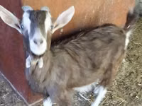 公山羊, Toggenburg goat — 照片 2
