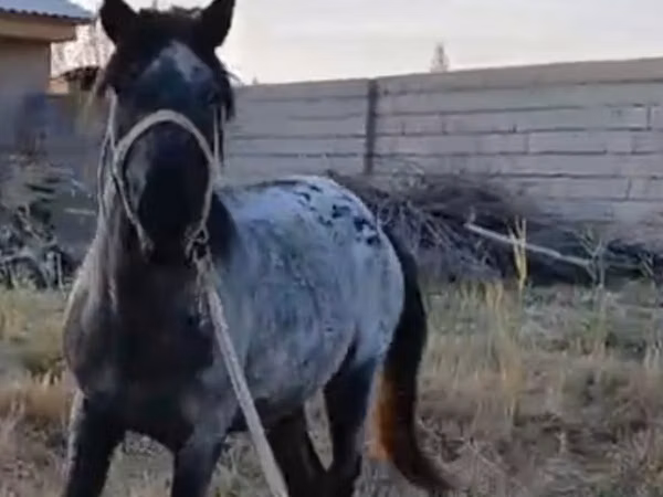 घोड़ा, Kazakh horse