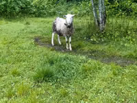 Widder, Romanov sheep — Foto 2