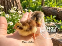 Quails — फ़ोटो 2