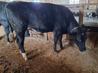 Vache, Bovins — photo 3