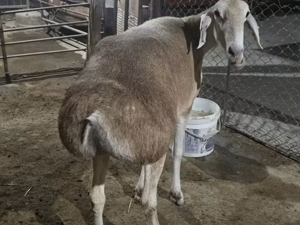 Oveja, Afghan Arabi sheep