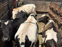 公牛, Simmental cattle — 照片 3