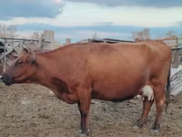 母牛, Cattle — 照片 3