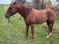 घोड़ा, Quarter Horse — फ़ोटो 2