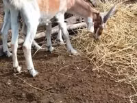 تيس, Nubian Goat — الصورة 3