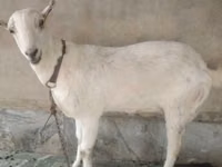 山羊（批次，未指定性别）, Barbari goats — 照片 1