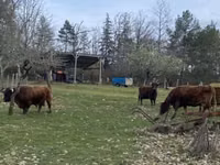 Cow, Dexter — photo 2