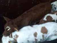 Bulle, Simmental cattle — Foto 5