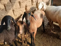 Brebis, Moutons — photo 6