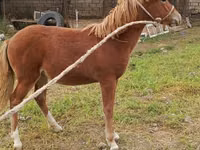 Yegua, Caballos — foto 2