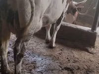 بقرة, أيرشير — الصورة 1