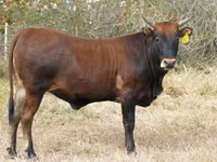 牛只（批次，未指定性别）, Cattle — 照片 3