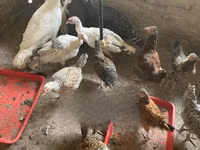 Turkeys — 照片 6