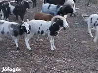 मेढ़ा, Jacob's sheep — फ़ोटो 1